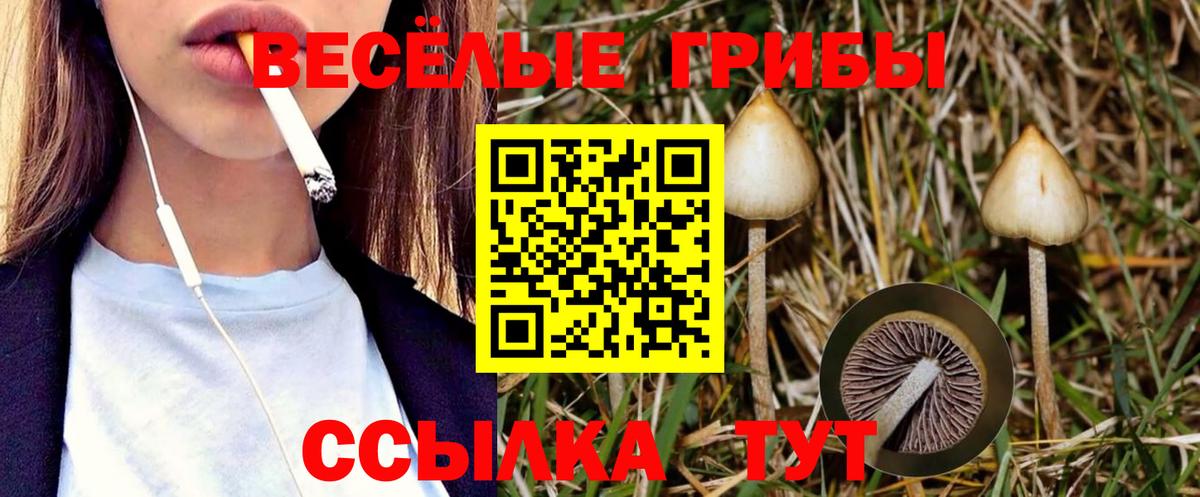 Галлюциногенные грибы Psilocybe  Вход с VPN  наркошоп  Кингисепп 
